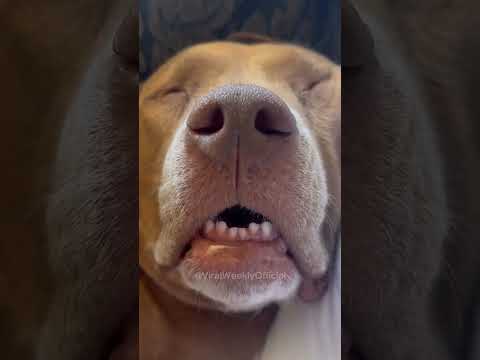 #dogs #pets #funny #fumnyvideos #foryou #Toxi