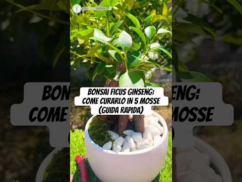 online bonsai classes Intro to Bonsai Workshop