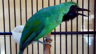 Download lagu Cucak Ijo Gacor Gereja Terung mp3 Download lagu Cucak Ijo Gacor Gereja Terung mp3