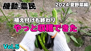 植え付けが終わって初収穫したぜぃ