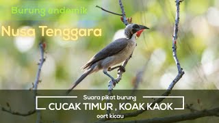 Download lagu BURUNG PURBA CUCAK TIMOR , ( Philemon buceroides) atau koak kaok , masteran versi panjang #shorts  mp3