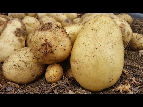 , title : 'Potato harvest & Common Scab infection. Featuring a very Warty spud.'