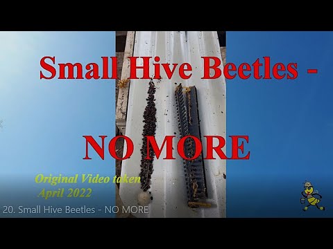 Small Hive Beetles - NO MORE   #JointheTEKYouTubeCommunity #ALLAussieContent