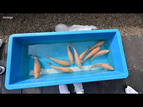 Modern Koi Blog #4413 - Günter's newly purchased Konishi Jumbo Tosai Karashigoi