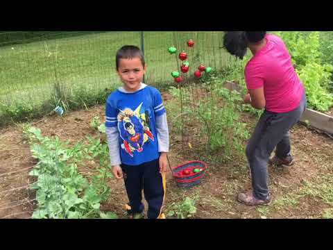 YouTube video about: How to protect tomatoes from birds?