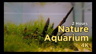 2 hours of chilled Nature Aquarium vibes with piano music