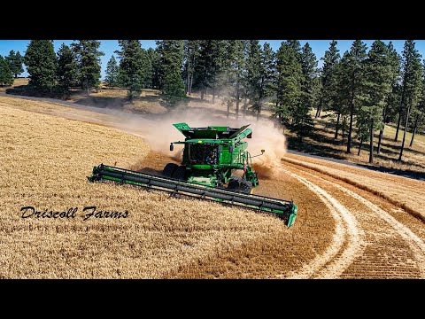 Wheat Harvest on the Palouse