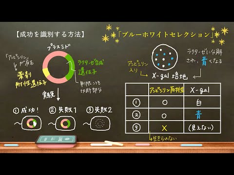 アニソフィラ科について詳しく解説