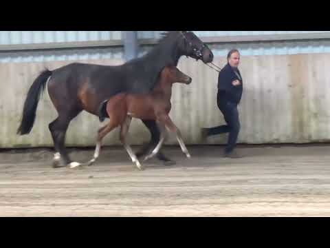 Stutfohlen 2022 Vivaldon x Buckingham