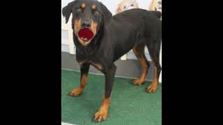 Video preview image #1 Rottweiler Puppy For Sale in Mt. Laurel, NJ, USA