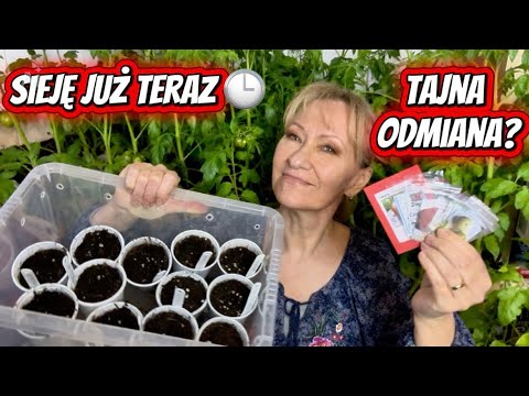 How to Speed ​​Up These TOMATOES by a Month?