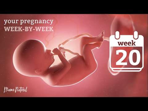 20 Weeks Pregnant - Natural Pregnancy Week-By-Week