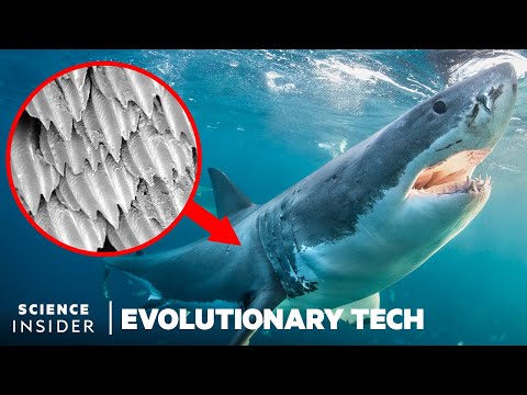 鯊魚鱗片的獨特設計如何阻止細菌的傳播｜進化科技 (How Shark Scales' Unique Design Could Stop Bacteria Spread | Evolutionary Tech)