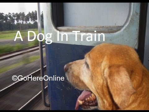 A Dog Carried in the Train | Indian Railway | Rules to Carry Pets in Trains????