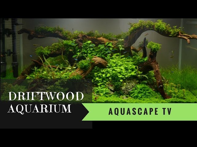 Driftwood Aquarium Design 2018 | Aquascape TV