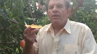 Colecionador de frutas Farias