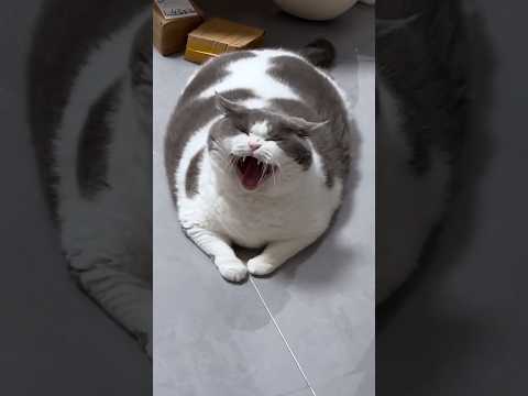 Big fat cat always need shedding more #cats #aumuca #pets #catpurring