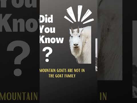 , title : 'Did you know mountain goats are not in the goat family'