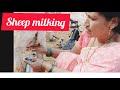 Sheep Milking