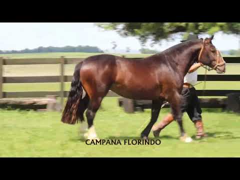 Lote 06 - Campana Florindo