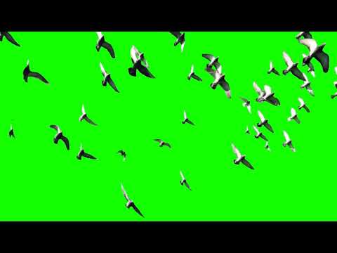 Birds Flying Green Screen HD