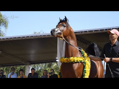 🇧🇷 HARAS CRUZEIRO - 2022 FARM TOUR⁣