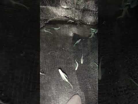 Danio Breeding #daniofishcommunity #fishkeeping