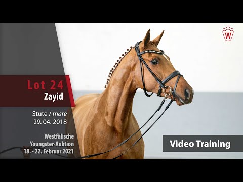 Youngster Auktion 18. - 22. Februar 2021 Training Lot 24 Zayid Stute v. Zackery - Don Schufro