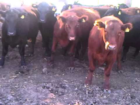 novillos-gordos-chacabuco