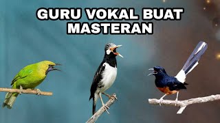 Download lagu Masteran Isian || Cucak Ijo vs Jalak Suren vs Murai mp3 Download lagu Masteran Isian || Cucak Ijo vs Jalak Suren vs Murai mp3