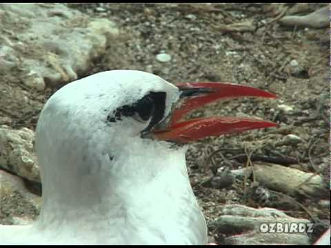 Red-Tailed Tropic Bird #1
