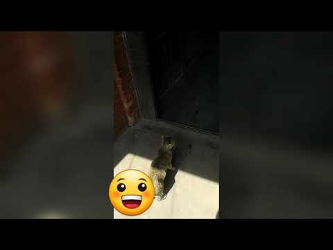 Angry cat vs calm dog