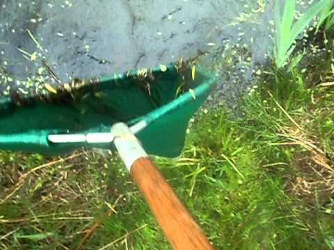 So many tadpoles....