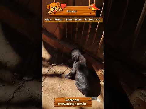Vídeo de filhotes 