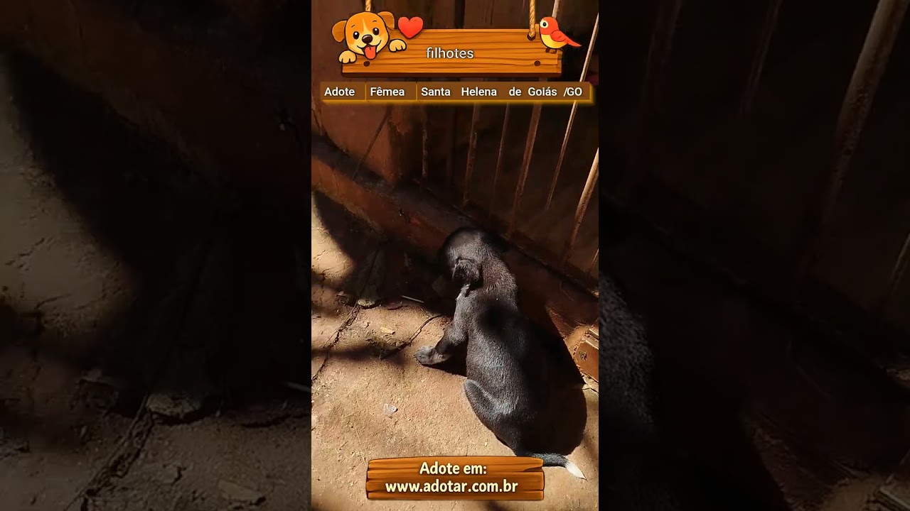 Cachorro raça SRD-ViraLata idade Abaixo de 2 meses nome filhotes 
