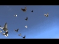 Летите голуби 