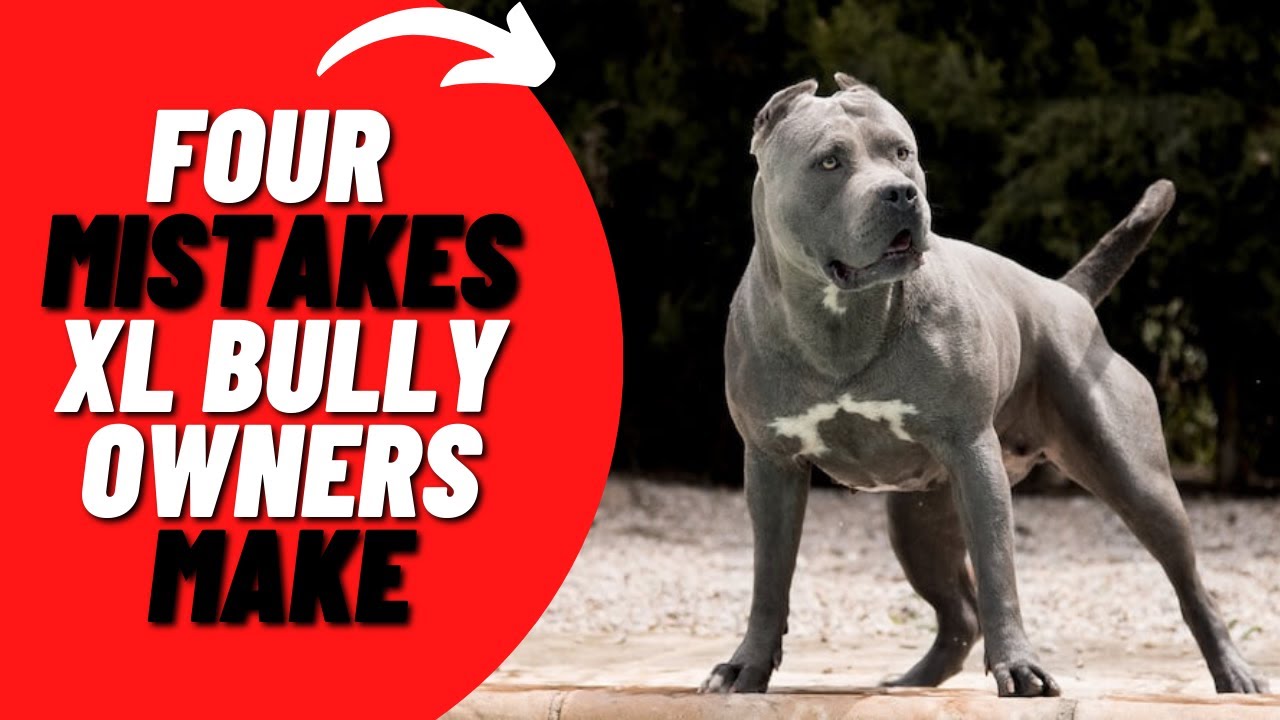 4 Common Mistakes XL American Bully Owners Make