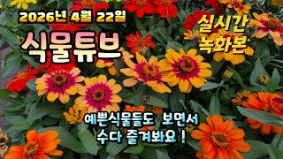 2026년 4월 22일 실시간 방송으로 예쁜식물들  보면서 수다 즐겨봐요  #힐링 #힐링타임 #힐링영상  #…