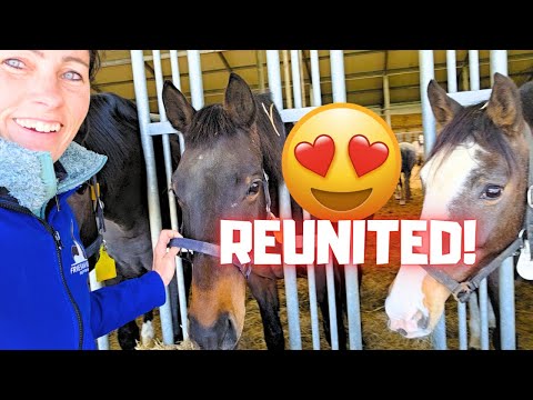 Reunited with Coralle!!😍 The surrogate mother of Belle, daughter of Queen👑Uniek! | Friesian Horses