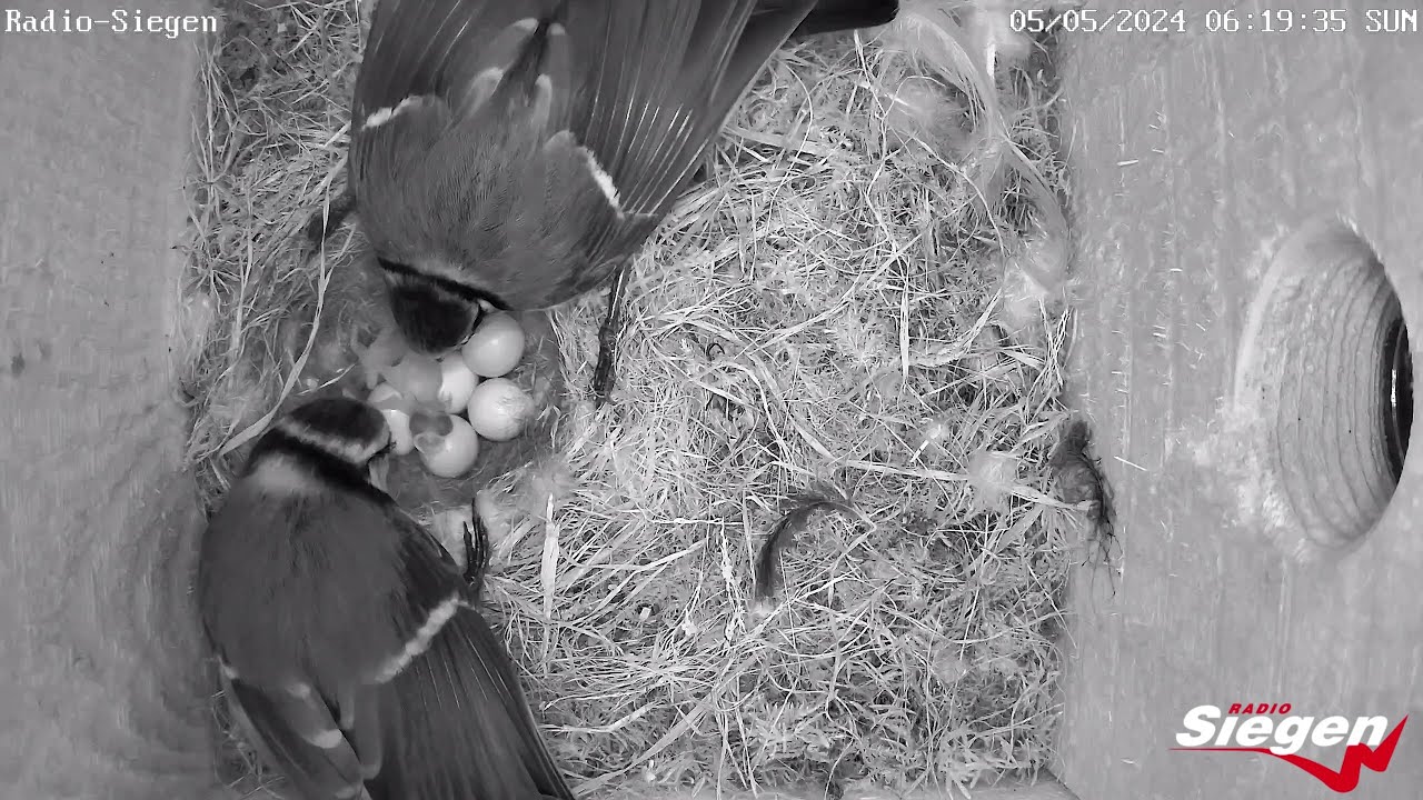 Die Blaumeisen bei Radio Siegen schlüpfen! | 05.05.2024