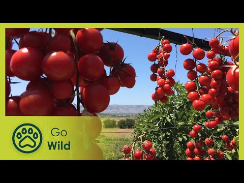 Der Norden: Von den Bergen in die Hauptstadt | Erstaunliches Albanien 1/2 | Go Wild