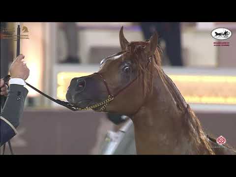 N 141 FAHAD AL SHAQAB   Katara International Arabian Horse Festival   Colts 3 Years Old Class 6