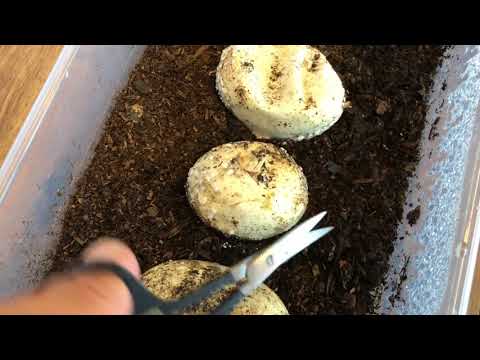 EGG BOUND FEMALE! 😱😱😱 PIPPING AND MORE PAIRINGS!!