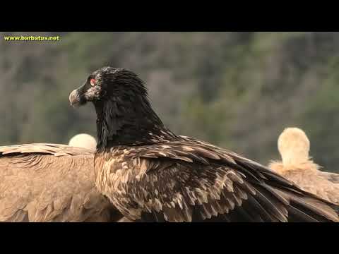 QUEBRANTAHUESOS | BEARDED VULTURE | Gypaetus barbatus