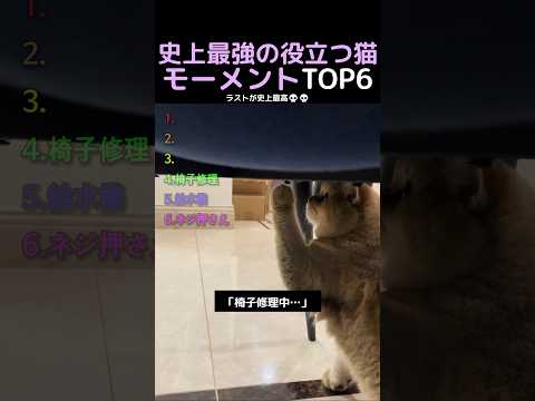 史上最強の役立つ猫モーメントTOP6