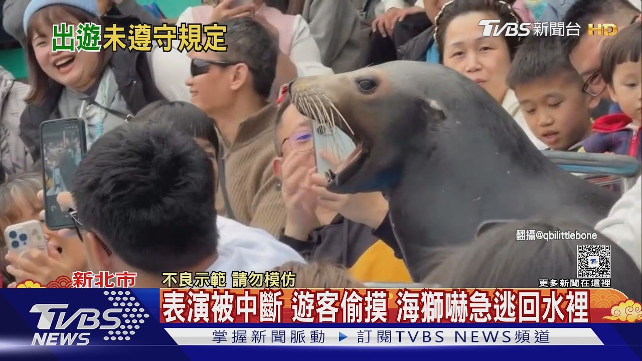 影音/海獅嚇到跑回家!遊客「不聽勸偷摸」害表演中斷 全場超傻眼