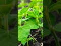 Soybean Shorts Viral Status Love Shortvideo