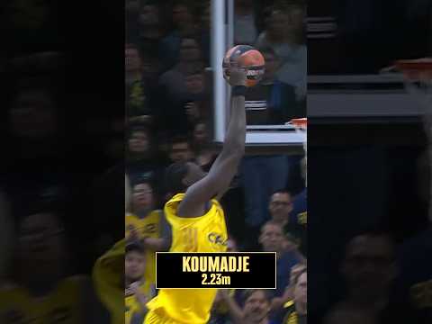 These are the GIANTS of EuroLeague |  Koumadje and Tavares