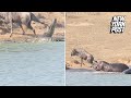 Heroic Hippos Stomp Crocodile Trying To Kill Wildebeest New York Post