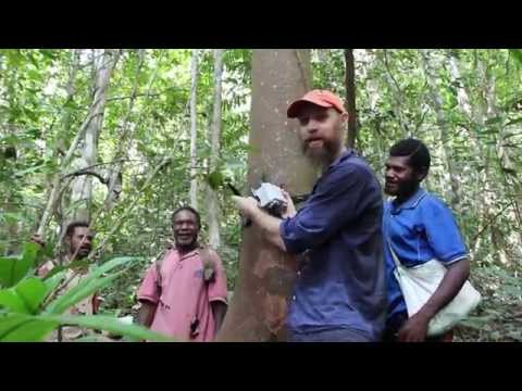 Eavesdropping on the Sounds of the Rainforest